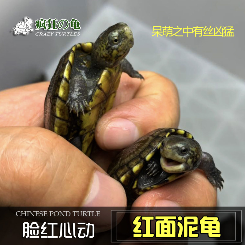 疯狂的龟 红面蛋龟泥龟剃刀麝香龟小乌龟活体宠物