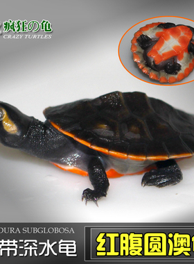 疯狂的龟 红腹圆澳奥龟侧颈龟热带深水宠物活体苗观赏龟吃鱼粪便