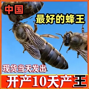 中蜂蜂王自然交尾蜂群伏牛种王土蜂杂交双色开产王四川广东产卵王