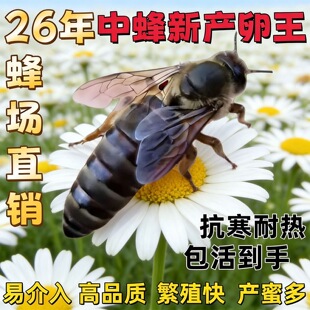 优质中蜂王阿坝开产王已交尾王种双色广西云南土蜂