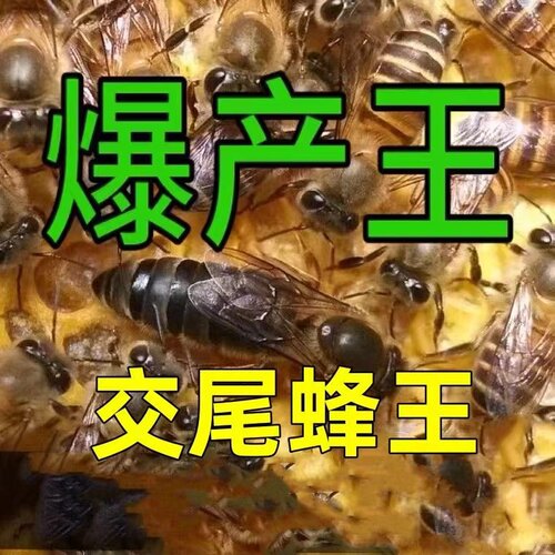 中蜂高产阿坝王开产王优质开产新王已交尾双色广西云南土蜂新王种