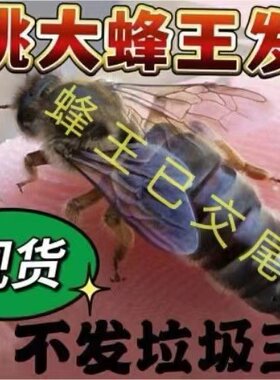 优质中蜂王阿坝开产王已交尾王种双色广西云南土蜂