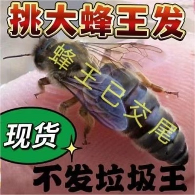 优质中蜂王阿坝开产王已交尾王种双色广西云南土蜂