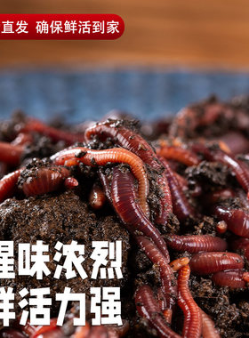红蚯蚓活饵蚯蚓活体钓鱼盒装蚯蚓红蚯蚓鱼饵鲫鱼野钓饵料散装包活