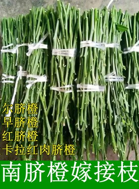 赣南脐橙柑橘柚子嫁接枝条
