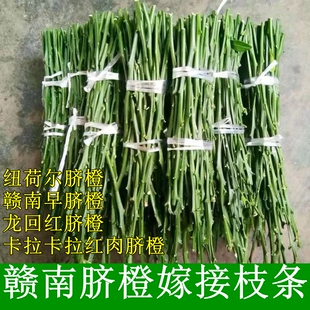 赣南脐橙嫁接枝条柑橘嫁接接穗早熟蜜桔嫁接芽条果树金桔沙糖桔