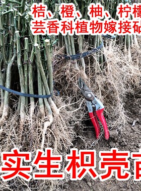 优质嫁接砧木柑橘类果树嫁接砧木
