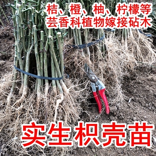 枳壳苗优质嫁接砧木红桔苗枸橘头可嫁接橙桔柚佛手金豆爱媛38
