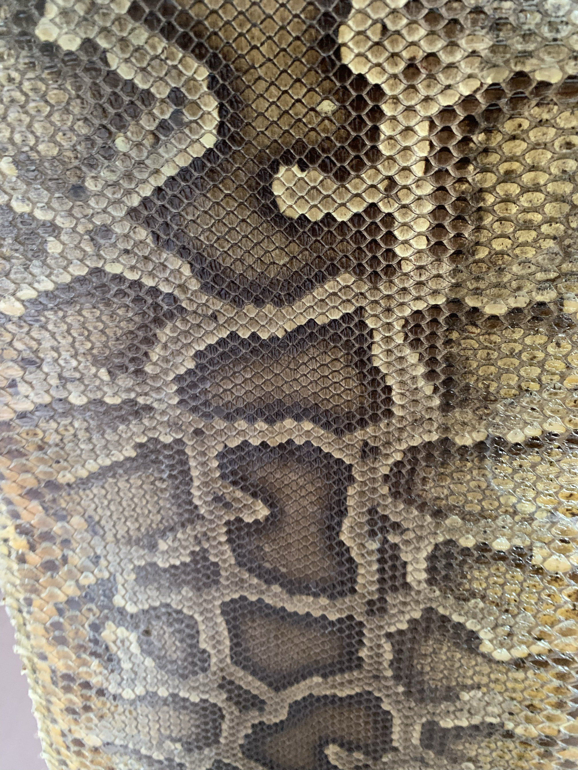 二胡皮 琴皮 中胡皮 高胡皮 三弦皮 蟒皮。尾部皮。