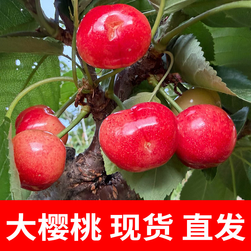 山东大樱桃 5斤国产车厘子自然成熟应当季新鲜红樱桃水果整箱包邮