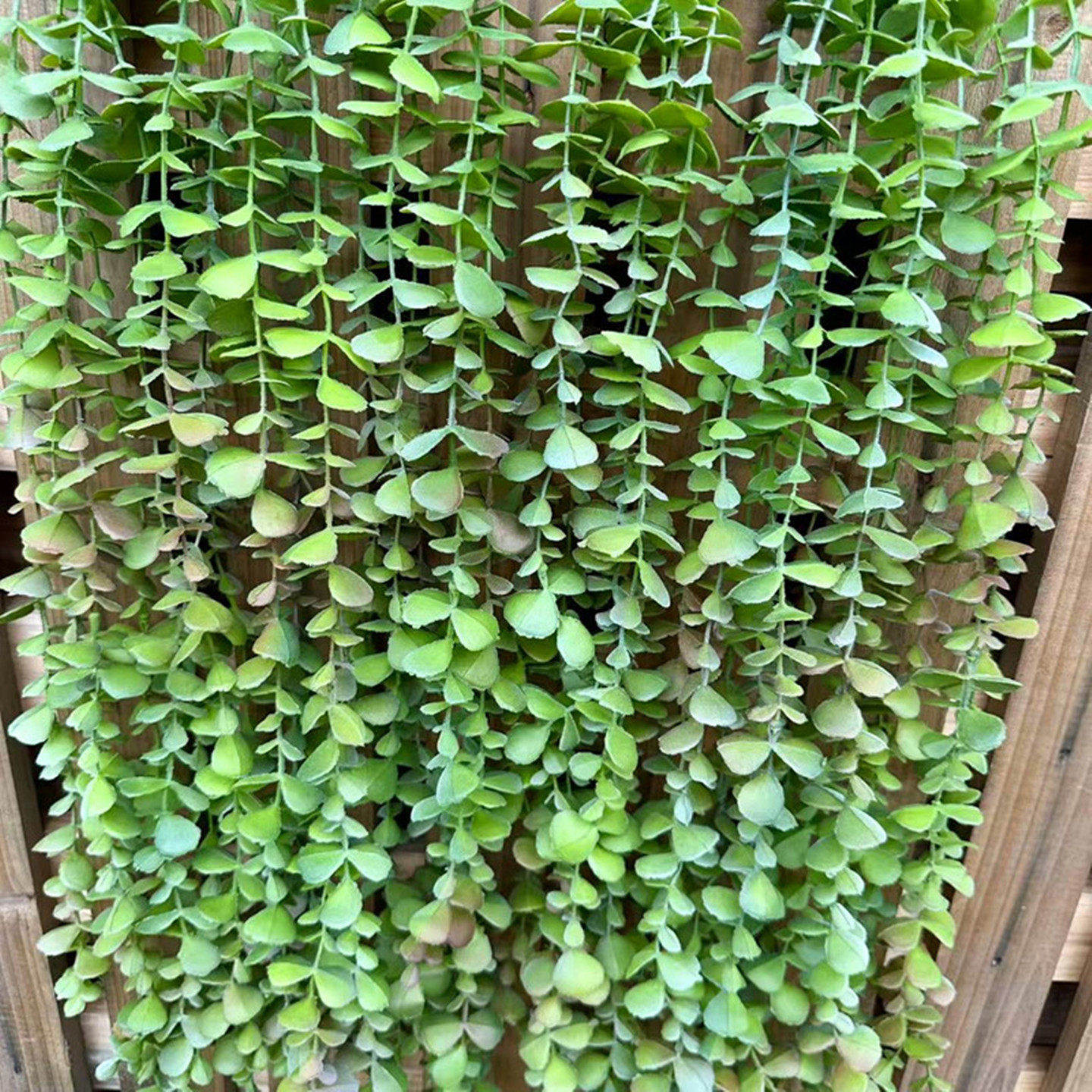 仿真把束绿植尤加利垂挂藤条