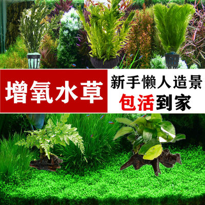 鱼缸水草植物活莫斯真草阴性蜈蚣草增氧懒人水榕沉木草缸造景套餐 虎窝淘