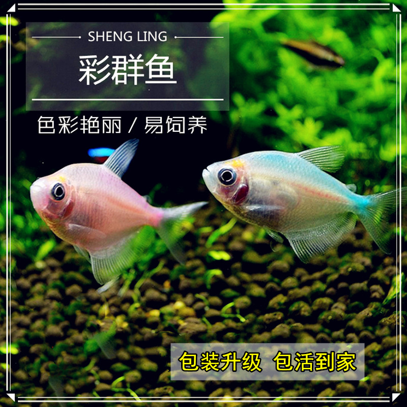 七彩裙鱼活体淡水小型热带鱼观赏鱼黑裙彩色观赏鱼鱼缸水族箱宠物