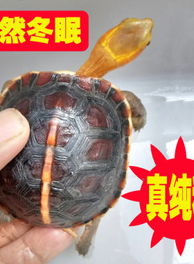 黄缘龟幼龟苗闭壳龟高背红脸细纹自然冬眠安徽真纯种精品安缘龟