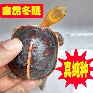 黄缘龟幼龟苗闭壳龟高背红脸细纹自然冬眠安徽真纯种精品安缘龟