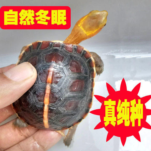 黄缘龟幼龟苗闭壳龟高背红脸细纹自然冬眠安徽真纯种精品安缘龟
