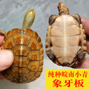 真纯种皖喉小青龟外塘养殖黄喉牙底类牙底精品笑脸龟招财风水龟