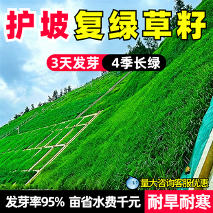 护坡草种子紫穗槐猪屎豆复绿草籽银合欢灌木刺槐盐肤木多花木兰