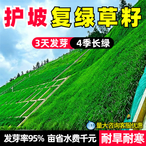 护坡复绿公路绿化耐旱灌木草籽