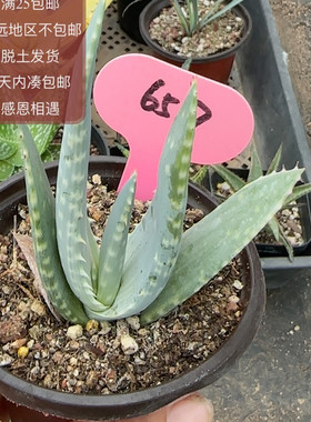 6517海莱芦荟