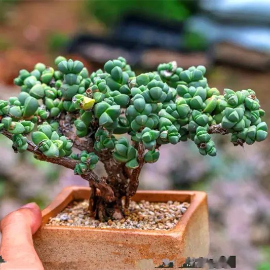 花果山 鹿角海棠大颗老桩，绿植盆栽花卉多肉植物多肉杂交专营店