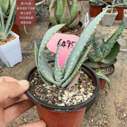 6495海莱芦荟