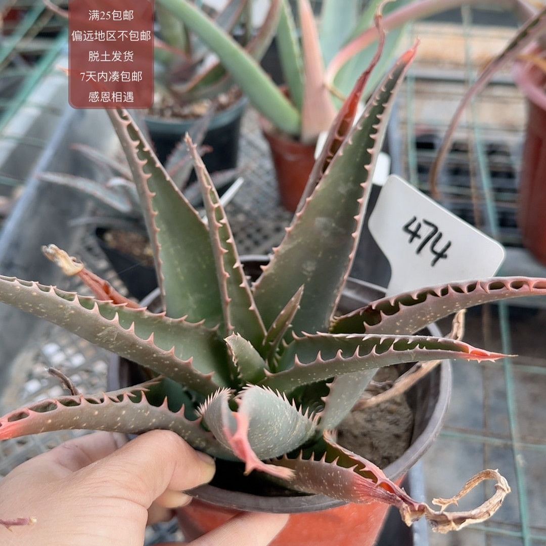 474岩壁芦荟杂