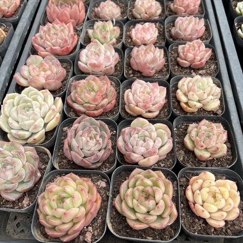 1号一物一拍2元链接 珍妮 通透 暗纹 冰边 糖心各种杂交多肉植物