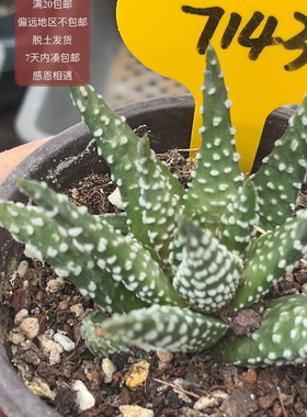 7143烟圈