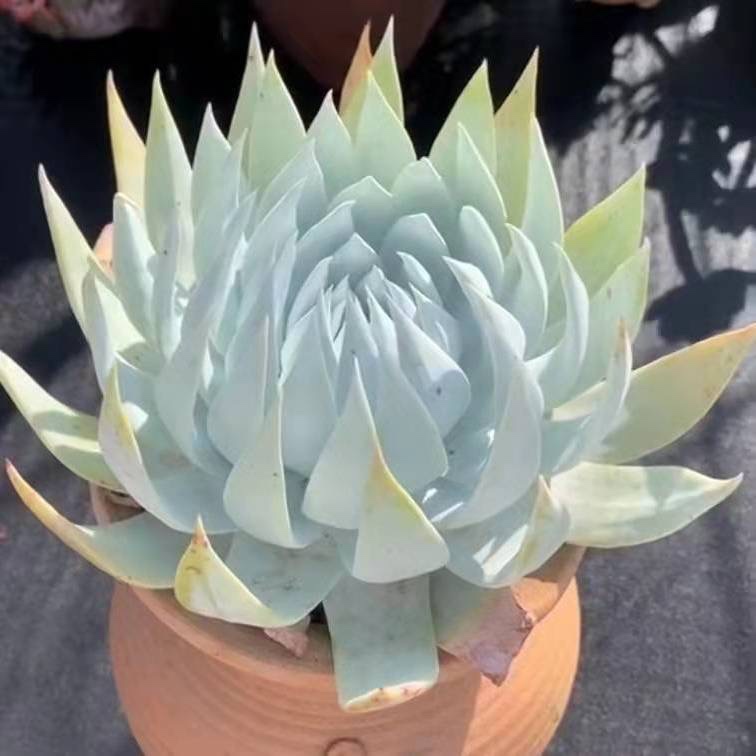 雪山仙女杯，大颗老桩，粗桩，花果山多肉园杂交专营，多肉植物