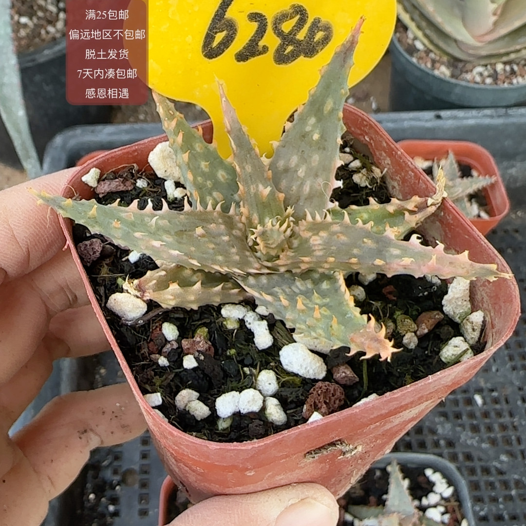 6280超级芦荟杂