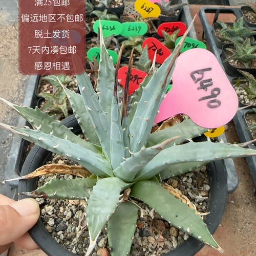 6498EB妖炎