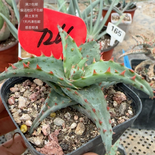 7266强刺卡萨蒂杂芦荟