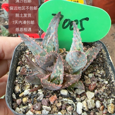 7005卡萨蒂杂优选