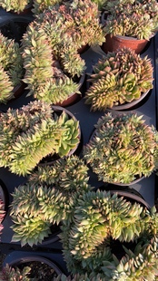 花果山 韩版玉杯冬云大颗冬云群生老桩缀化多肉植物绿植盆栽花卉