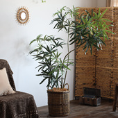 北欧风仿真孔雀木绿植大型落地盆栽酒店大堂饭店装 饰办公室假树