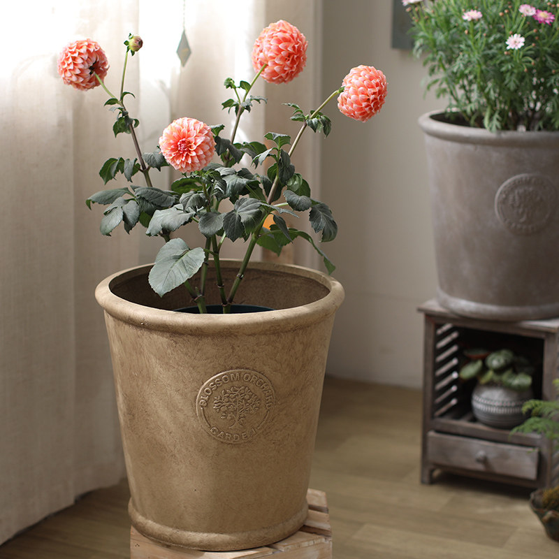 黄金榕月季橱窗商场服装店庭院