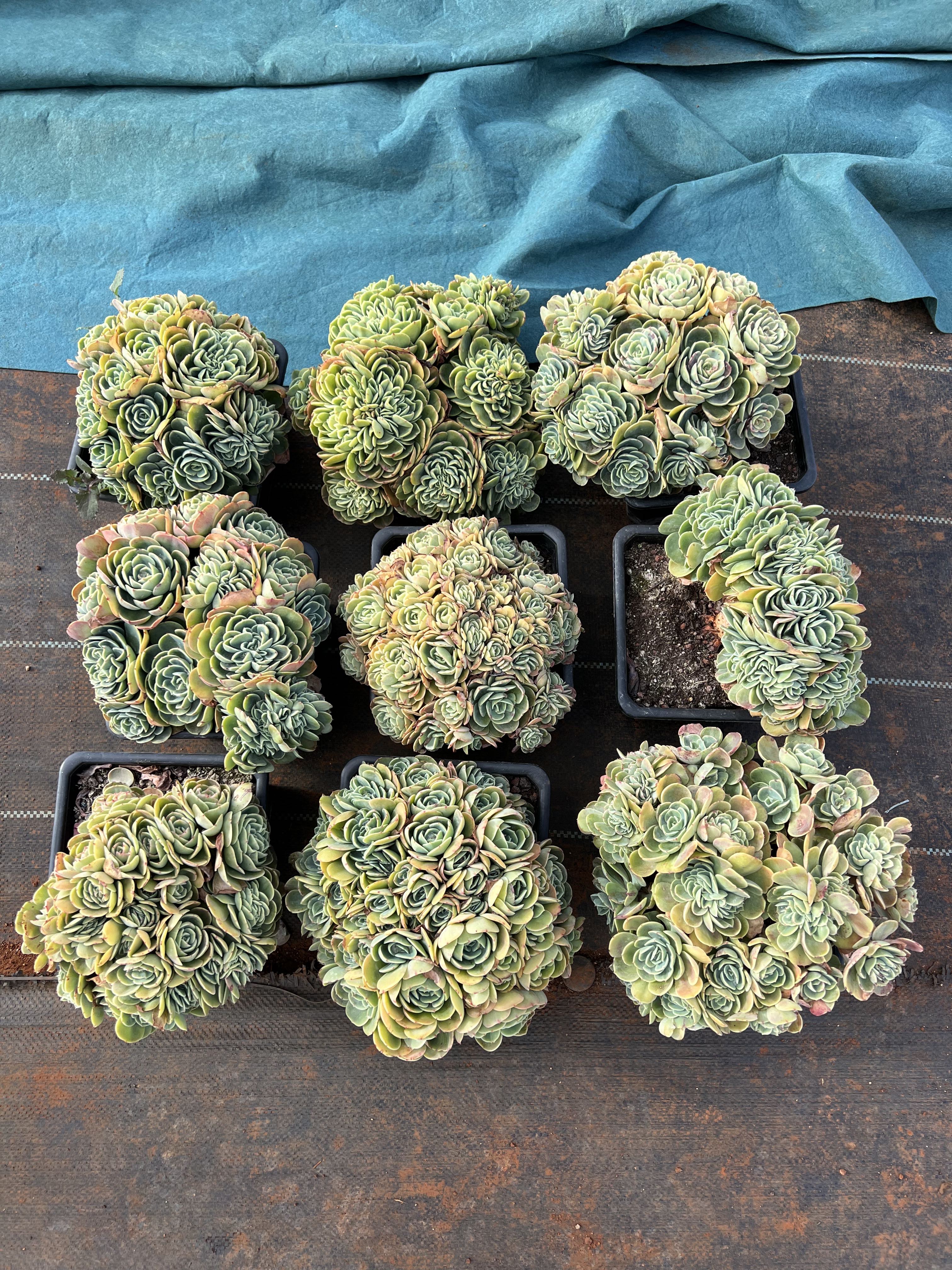多肉爱斯梅拉达,多肉盆栽