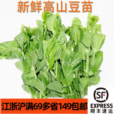大顺高山嫩豆苗酒店采购