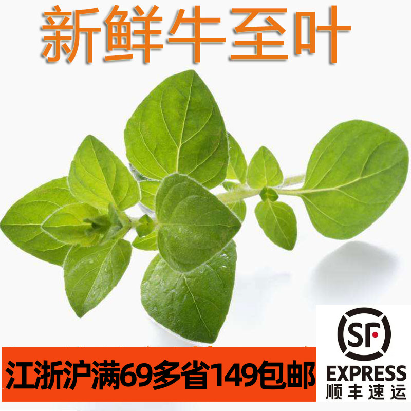 新鲜牛至叶披萨草地中海风味