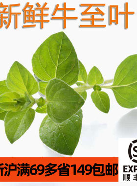 新鲜牛至叶披萨草地中海风味