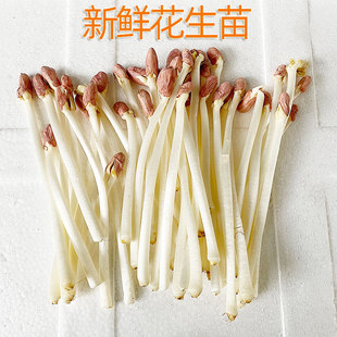 新鲜盒装花生苗花生芽500g 脆嫩餐饮家常蔬菜食材杭帮菜粤菜清炒