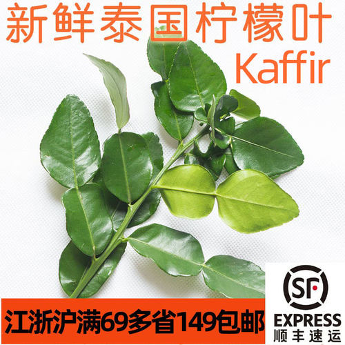 泰国菜新鲜皱皮柠檬叶泰国料