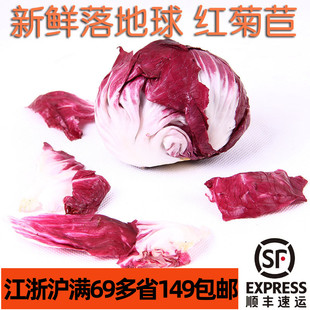 新鲜食用红菊苣250g紫苣落地球生菜lettuce 微苦沙拉蔬菜西餐配菜