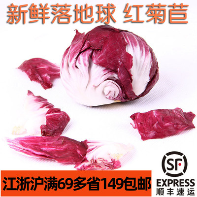 新鲜食用红菊苣250g紫苣落地球生菜lettuce 微苦沙拉蔬菜西餐配菜