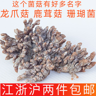 新鲜龙爪菇鹿茸菇500g福建猫爪菇珊瑚菌老鼠爪口感脆嫩餐饮菌蘑菇