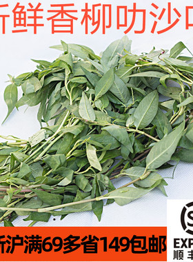 新鲜叻沙叶云南香柳laksa leaf 东南亚香料叻沙面鱼生香柳香辣蓼