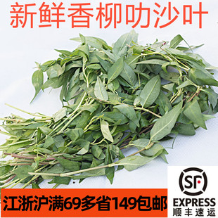 新鲜叻沙叶云南香柳laksa leaf 东南亚香料叻沙面鱼生香柳香辣蓼