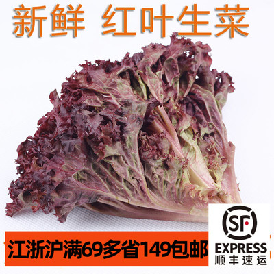新鲜食用红叶生菜250g紫罗莎生菜lettuce Vegetable 蔬菜沙拉西餐