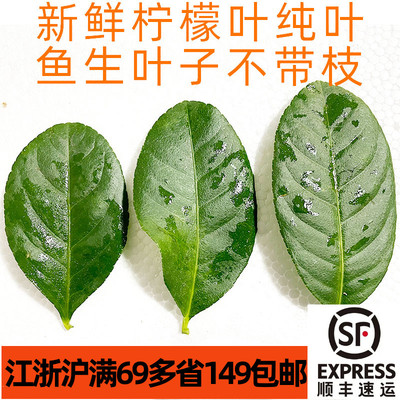 新鲜纯柠檬叶无枝无刺鱼生配料
